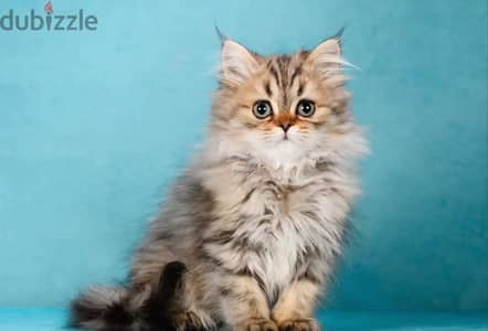 Persian kitten boy from Russia