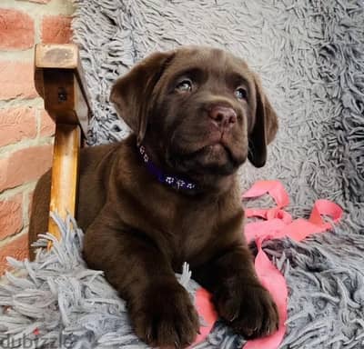 Labrador retriever puppy female from Russia