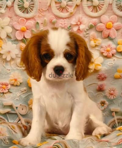Cavalier King Charles spaniel puppy female