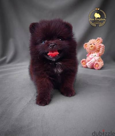 Rare Black Teacup Pomeranian Girl | أنثى بومرينيان أسود فاحم (نادر)
