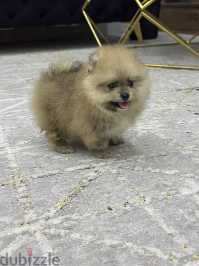 Pomeranian puppy بومرينيان