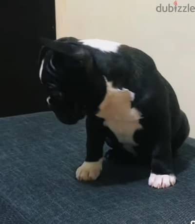 french bulldog - فرينش بولدوج