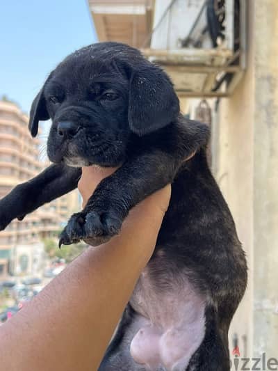Cane corso puppies كين كورسوو