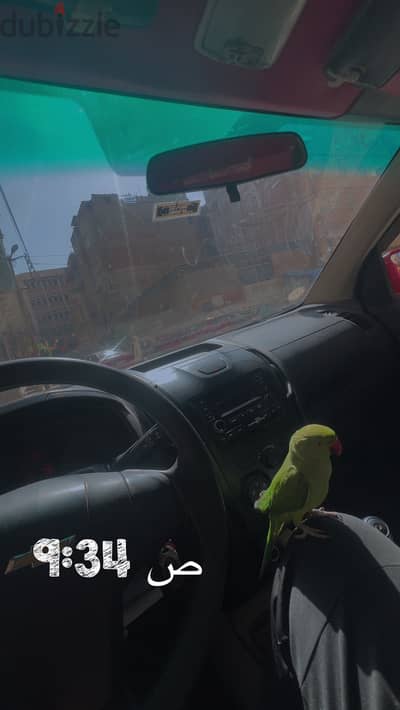 بغبغان دره هندي