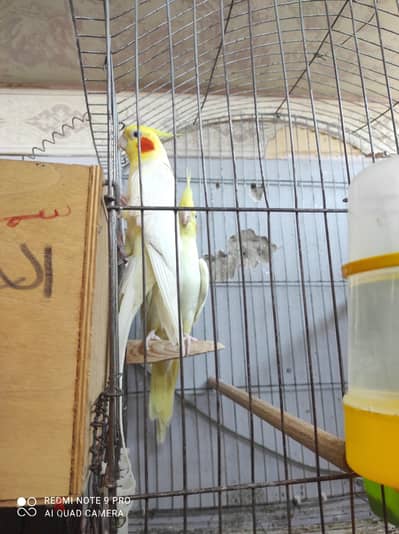 كوكتيل