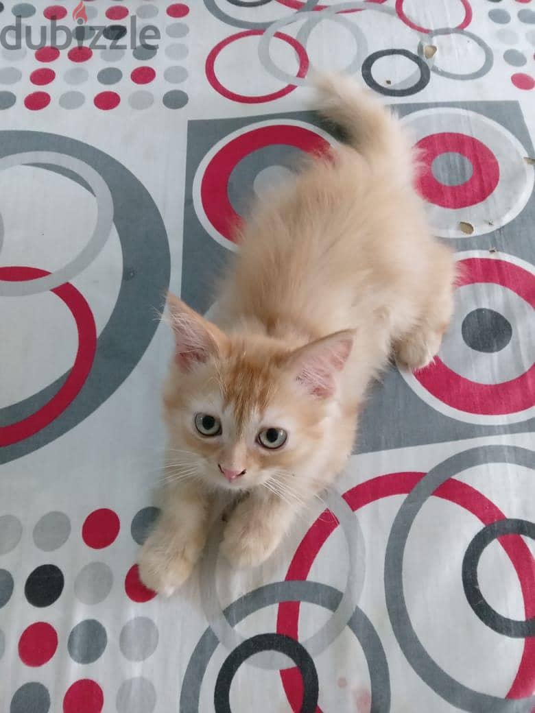 Himalayan Kittens 2