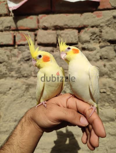 مجموعه كوكتيل متدربه