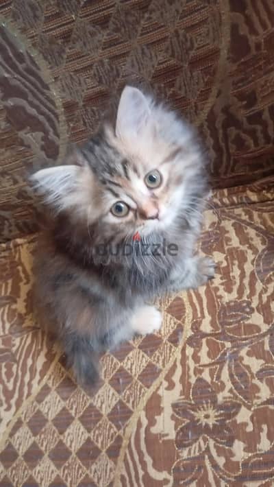 بيع قطط