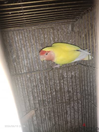 ذكر روز لاتينى
