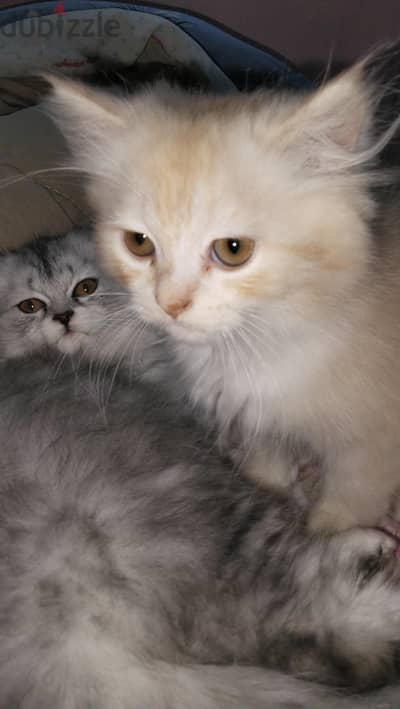 قط وقطه الولد brithch tall her والبنت chinchilla cat البيع سوا  ب 2000