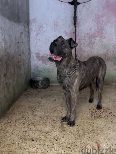 كين كورسو -cane corso
