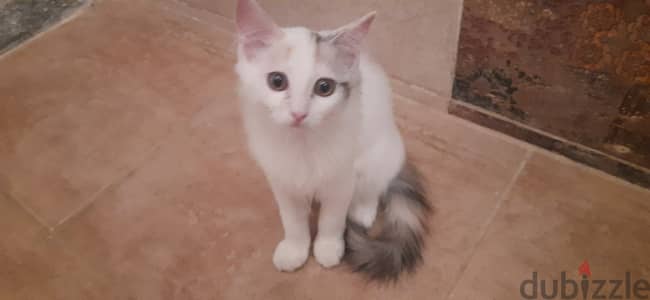 قططتين للبيع