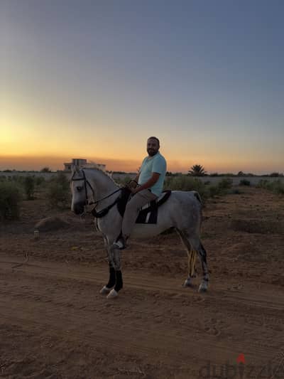 حصان عربي منغير ورق