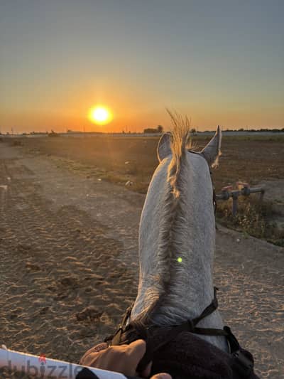 حصان عربي منغير ورق