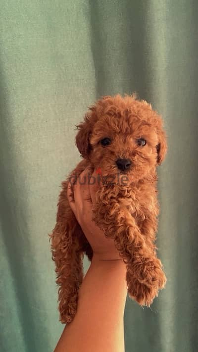 female poodle