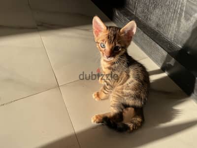  Pure Bengal Kittens for Sale | للبيع قطط بنغال أصيلة