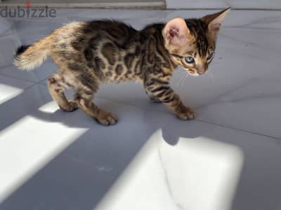 Pure Bengal Kittens for Sale | للبيع قطط بنغال أصيلة