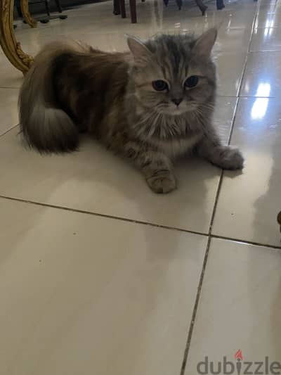 قطة شيرازي