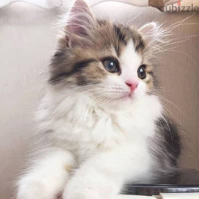 كيتن شيرازي
