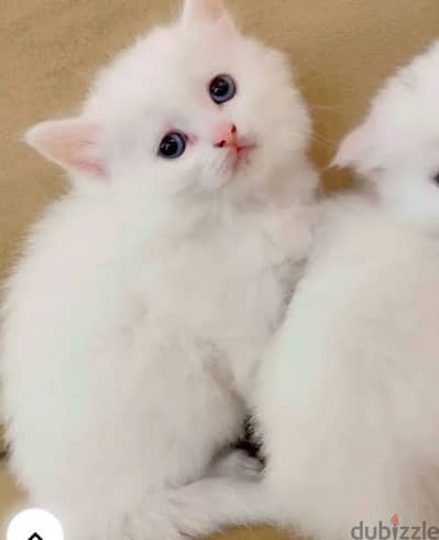 كيتن شيرازي