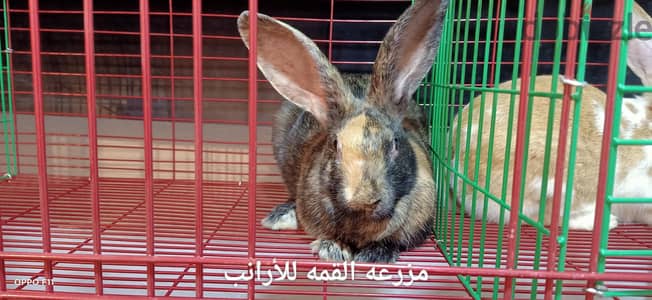 ارانب سلالات