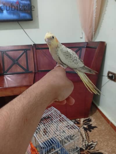 دكر كوكتيل مدرب ايزابيل  للبيع او البدل