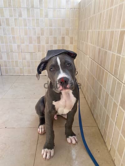 Pitbull Bully