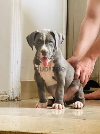 Pitbull Bully