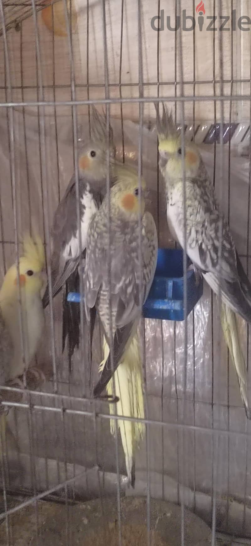 كوكتيل  شباب 1