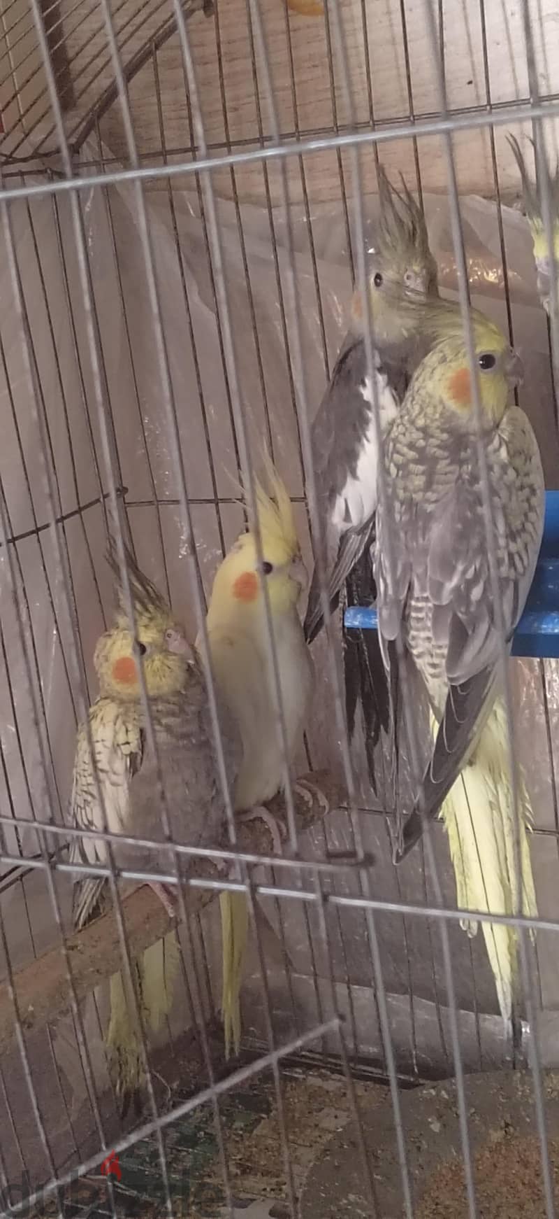 كوكتيل  شباب 2