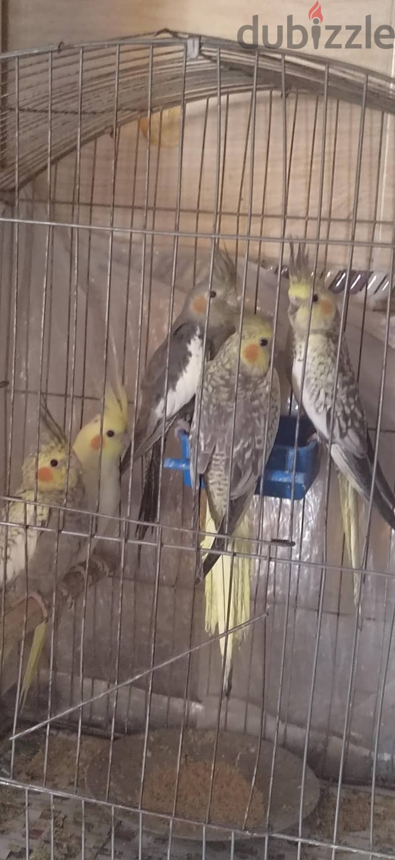 كوكتيل  شباب 5