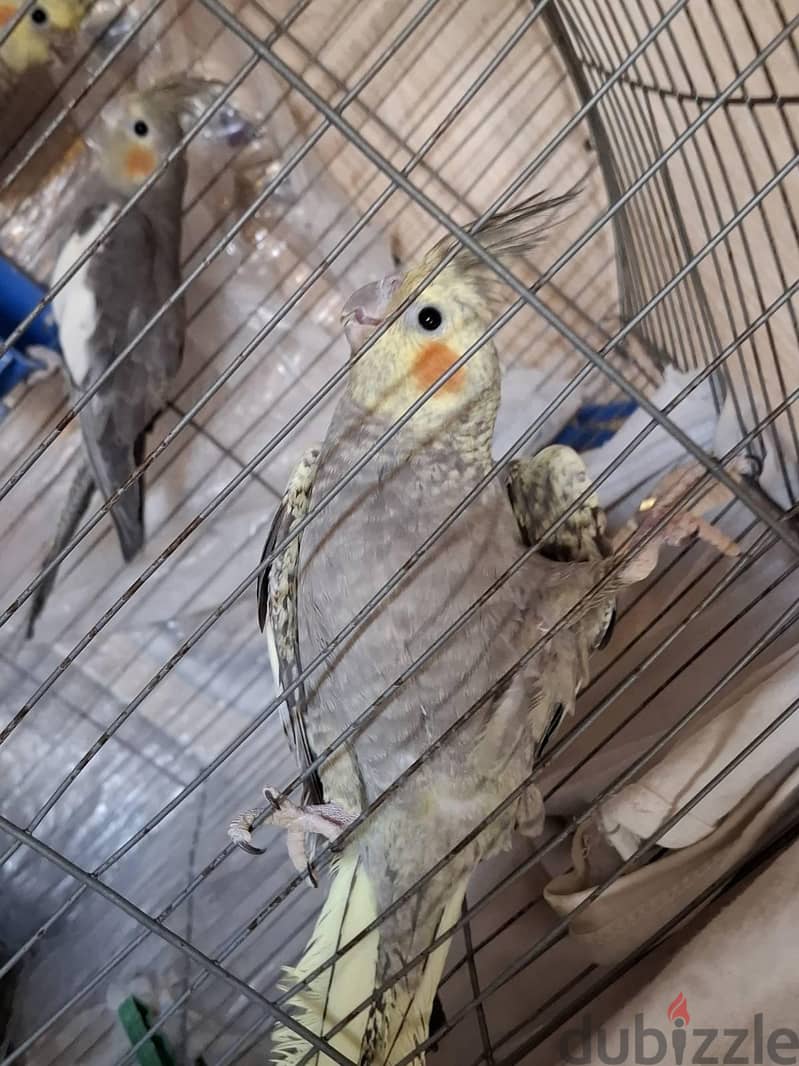 كوكتيل  شباب 12