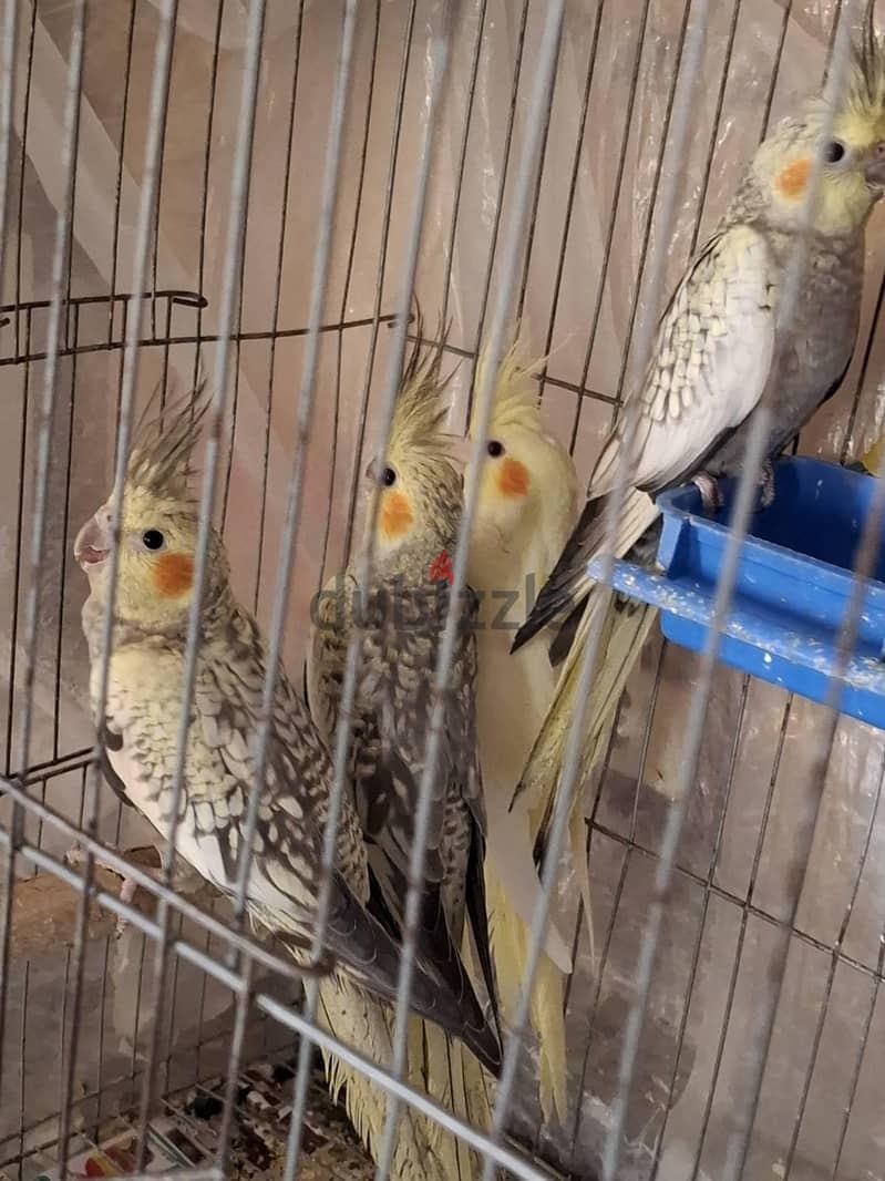 كوكتيل  شباب 14