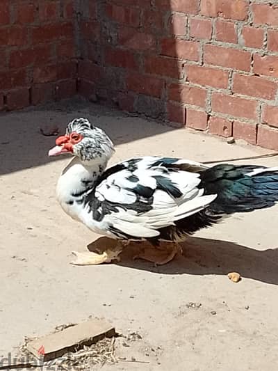 حسام لبيع الطيور