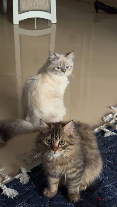 8 months cats