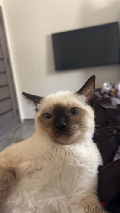 siamese royal cat
