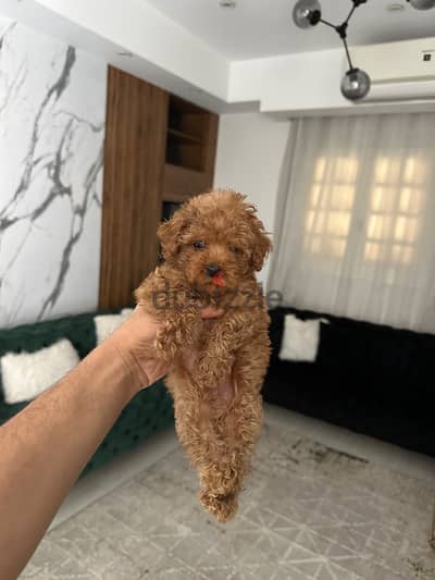 Toy poodle