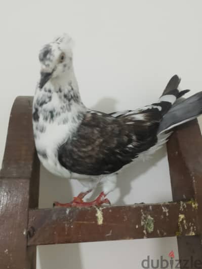 دكر للبيع  متاح فيديو واتس