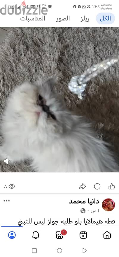 قطه هيمالايا