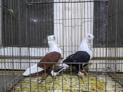 حمام للبيع تبع الاعلان الاول