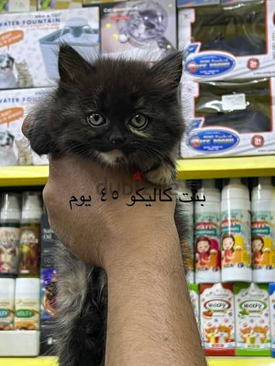 Pet'sMegaStore