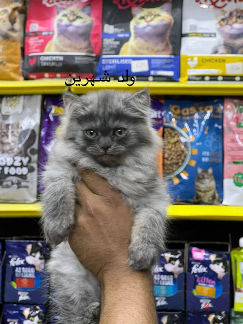 Pet'sMegaStore 1