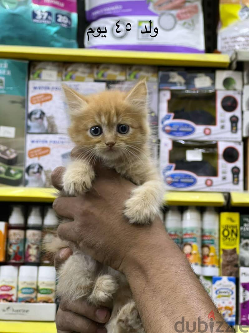 Pet'sMegaStore 2
