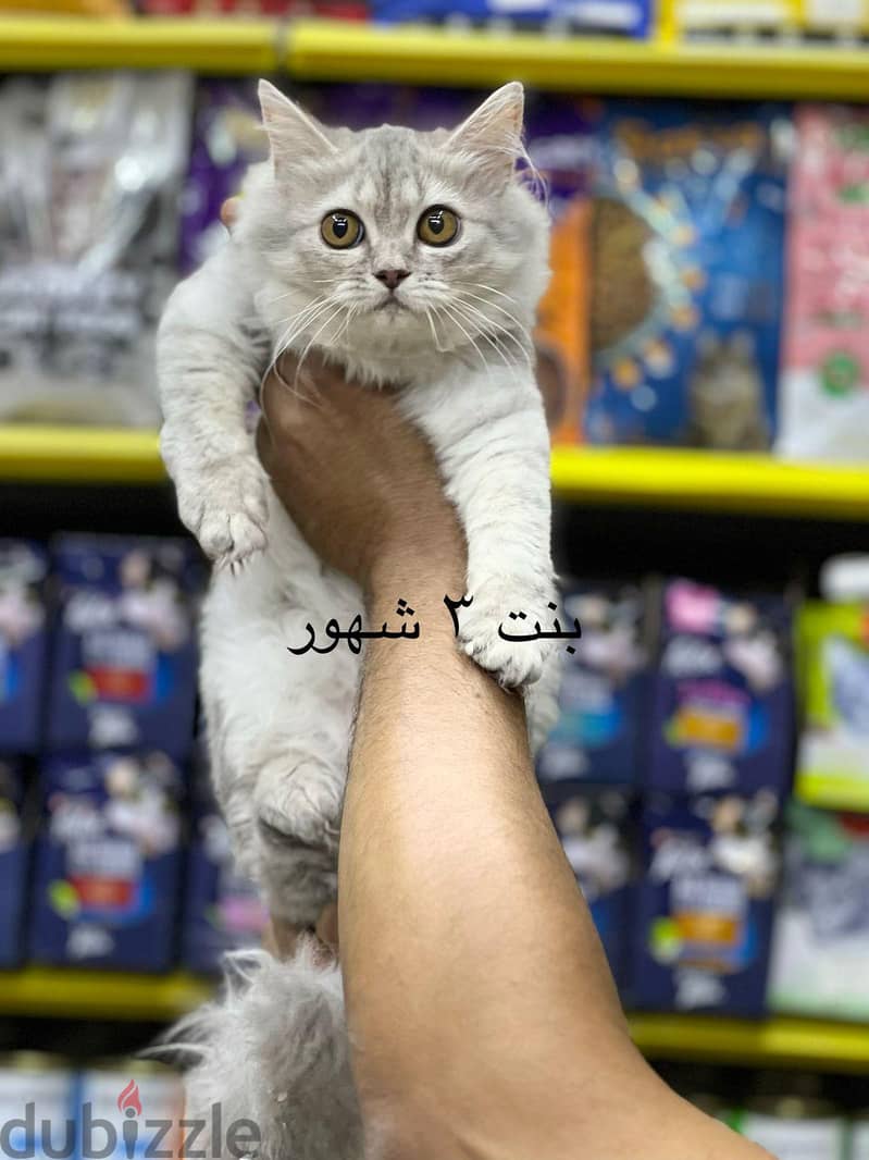 Pet'sMegaStore 3