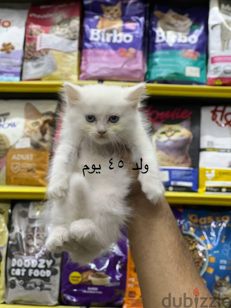 Pet'sMegaStore 4