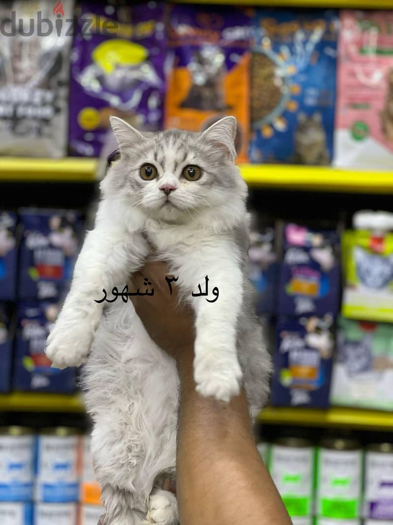 Pet'sMegaStore 5