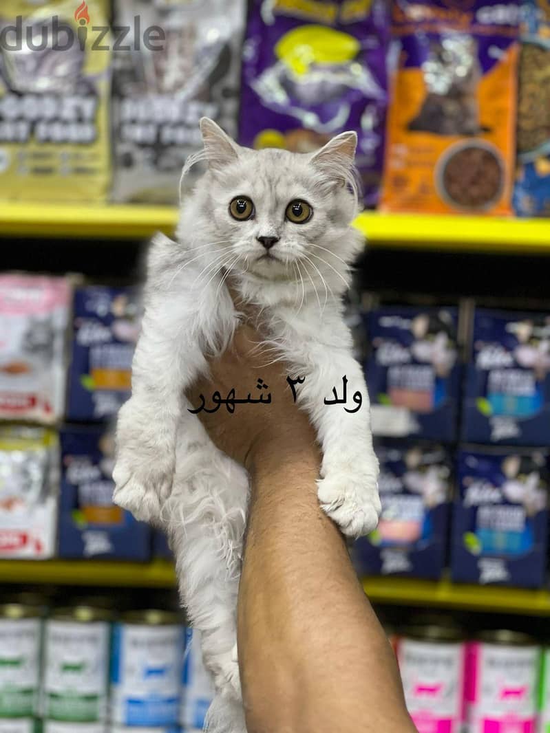 Pet'sMegaStore 6
