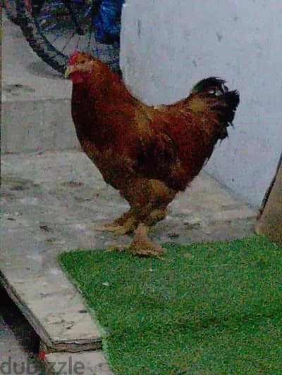 ديك براهما