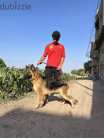 دكر جيرمن سنه ونص أتجوز مره