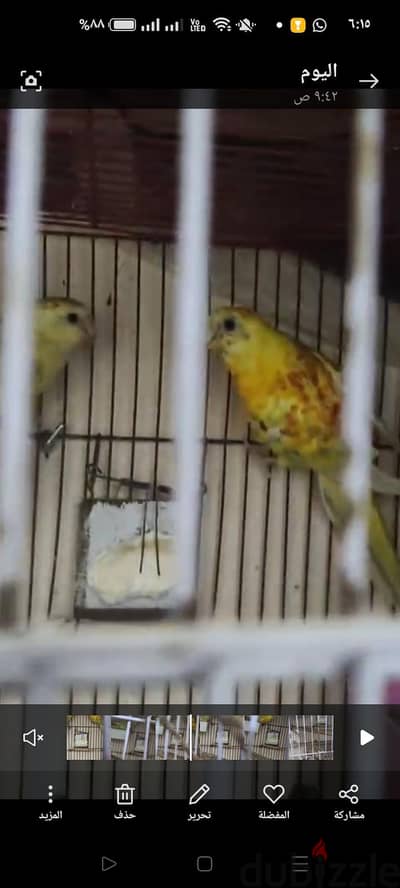 جوز لدرام شغال عشين للبدل بجوز بصمه شباب فرنسوي